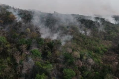 Khói bốc lên từ đám cháy rừng Amazon ở bang Rondonia, Brazil ngày 13/9/2024. (Ảnh: THX/TTXVN)