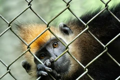 Ánh mắt ám ảnh của loài linh trưởng quý ở Trung tâm cứu hộ tại Vườn quốc gia Cúc Phương, Ninh Bình. Trước khi vào đây, chúng đã trải qua một hành trình đau khổ và cận kề cái chết. Hành trình trở về hoang dã của chúng còn rất xa...