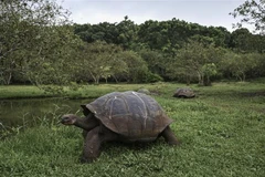 Rùa khổng lồ Galapagos trên đảo Santa Cruz, thuộc quần đảo Galapagos, Ecuador, ngày 25/6/2023. (Ảnh: AFP/TTXVN)