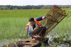 Du khách trải nghiệm một ngày làm nông dân miền Tây. (Ảnh: Chương Đài/TTXVN) 