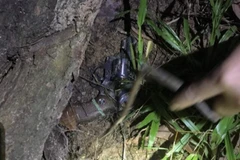 Tang vật đối tượng dùng đi cướp ngân hàng. (Nguồn: TTXVN) 