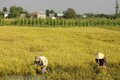 (Ảnh minh họa: Duy Khương/TTXVN) 