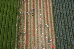 Ngắm cánh đồng chuyên canh rau an toàn của nông dân huyện Mê Linh