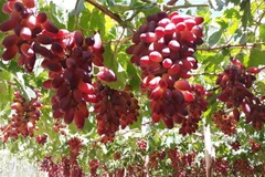 Một vườn nho ở Ninh Thuận. (Ảnh: Nguyễn Thành/TTXVN) 