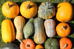 Bí ngô được gọi là siêu thực phẩm vì có nhiều lợi ích cho sức khỏe. (Nguồn: Shutterstock)