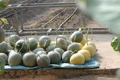 (Ảnh minh họa: Quốc Dũng/TTXVN) 