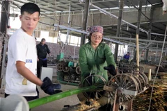 Một công đoạn trong việc dệt chiếu trúc ở Cao Bằng. (Ảnh: Quốc Đạt/TTXVN)