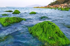 Những tảng đá phủ đầy rêu xanh mướt hiện ra khi thủy triều rút. (Ảnh: Trần Lê Lâm/TTXVN) 