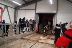 Đàn bò cao sản thuần chủng tại Trang trại mới của TH RUS ở tỉnh Kaluga, Liên bang Nga. (Ảnh: Quang Vinh/TTXVN)