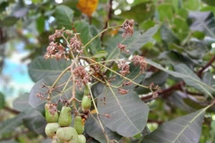 Vườn điều bị khô bông sau thời tiết sương muối và mưa liên tục. (Ảnh minh họa: K GỬIH/TTXVN)