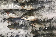 Năm 2013, Hàn Quốc đã cấm nhập khẩu hải sản từ 8 tỉnh của Nhật Bản gần Fukushima do lo ngại mức độ phóng xạ sau sự cố. (Nguồn: Investing)