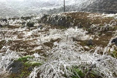 Băng giá phủ kín trên diện rộng ở Cao nguyên đá Đồng Văn. (Ảnh: TTXVN phát) 