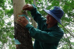 Việt Nam là thị trường cung cấp cao su lớn thứ 3 cho Hàn Quốc. (Ảnh: K GỬIH/TTXVN) 