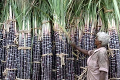 Người dân Ấn Độ bán mía đường ở khu chợ Madras. (Ảnh: AFP/TTXVN)