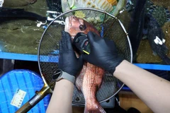 EU đã dỡ bỏ các hạn chế nhập khẩu đối với thực phẩm từ Nhật Bản sau sự cố hạt nhân tại nhà máy Fukushima. (Nguồn: Reuters)