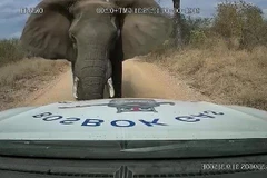 [Video] Voi đực tấn công xe bán tải vì dám xâm phạm lãnh địa