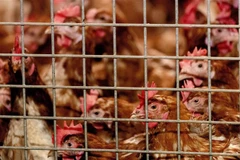 Gà nuôi tại một trang trại ở Barneveld, Hà Lan ngày 23/10/2020. (Nguồn: AFP/TTXVN) 