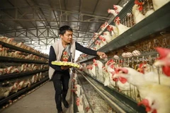 Người chăn nuôi thu nhặt trứng tại một trang trại ở Danzhai, tỉnh Quý Châu, miền Tây Nam Trung Quốc ngày 16/10/2018. (Nguồn: AFP/TTXVN) 