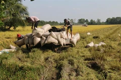 Thu hoạch lúa Đông Xuân ở Tiền Giang. (Ảnh: Minh Trí /TTXVN)