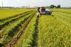 Nông dân xã Nghĩa Hương, huyện Quốc Oai tập trung thu hoạch lúa. (Ảnh: Vũ Sinh/TTXVN) 