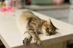 Rất nhiều người nuôi mèo ở Singapore không biết đến sự tồn tại của lệnh cấm đã tồn tại 34 năm. (Nguồn: Vietnam+)