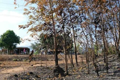 Hầu hết những cây keo lá tràm bị lửa cháy đen gốc, khô lá, rất khó có khả năng phục hồi. (Ảnh: Nguyễn Dũng/TTXVN) 