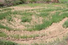 Ruộng lúa Hè Thu 2021 ở huyện Cam Lộ (Quảng Trị) bị thiếu nước tưới nên bị nứt lẻ. (Ảnh: Nguyên Lý/TTXVN) 