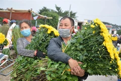 Nghề trồng hoa nhiều năm qua đã mang lại nguồn thu lớn cho người dân ở các vùng trồng hoa tỉnh Nam Định. (Ảnh: Công Luật/TTXVN)