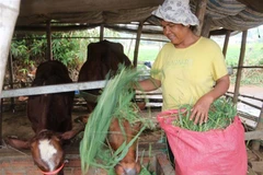 Gia đình bà Thạch Thị Sô Kha, xã Long Sơn, huyện Cầu Ngang, tỉnh Trà Vinh vừa thoát nghèo năm 2020 nhờ nguồn vốn vay ưu đãi để trồng ớt và nuôi bò. (Ảnh: Thanh Hòa/TTXVN) 