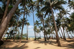 [Video] Thăm đảo Tam Hải - hòn ngọc quý của tỉnh Quảng Nam