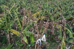 Các vườn chuối tại huyện Trảng Bom (Đồng Nai) bị cháy lá, nhiều cây gãy ngang thân, thối rễ, trái chuối nhỏ không đạt chuẩn. (Ảnh: Lê Xuân/TTXVN)