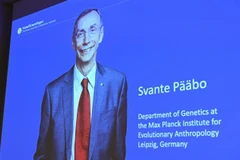 Chân dung nhà khoa học Thụy Điển đoạt giải Nobel Y sinh 2022 Svante Paabo tại Viện Karolinska ở Stockholm (Thụy Điển), ngày 3/10/2022. (Ảnh: AFP/TTXVN) 