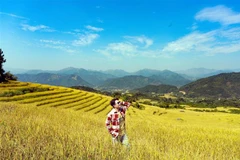 Du khách check-in trên cánh đồng lúa chín vàng rực ở Bình Liêu. (Ảnh: Thanh Vân/TTXVN)