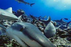 Cá mập rạn san hô xám ở Polynesia, Pháp. (Ảnh: AFP/TTXVN)