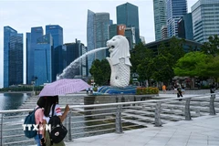 Dữ liệu từ Cơ quan Môi trường Quốc gia (NEA) cho thấy tính đến ngày 26/12, đã có 3.990 ca mắc sốt xuất huyết được báo cáo - giảm khoảng 70% so với 13.651 ca được ghi nhận vào năm 2024. (Nguồn: TTXVN)