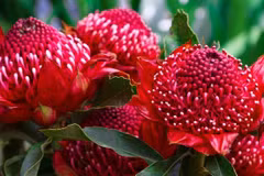 Hoa Waratah. (Nguồn: theaustralian.com.au) 