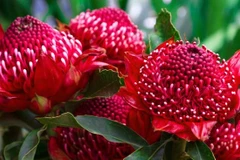 Hoa Waratah. (Nguồn: theaustralian.com.au) 