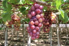 Một vườn trồng nho tại Làng Nho Thái An, xã Vĩnh Hải, huyện Ninh Hải, tỉnh Ninh Thuận. (Ảnh: Nguyễn Thành/TTXVN)