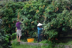 Chăm sóc vải chín sớm xuất Nhật tại 1 hộ gia đình ở xã Phúc Hoà, huyện Tân Yên (Bắc Giang). (Ảnh: Danh Lam/TTXVN) 