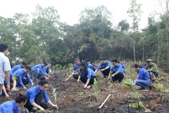 Đoàn Thanh niên TTXVN trồng 10.000 cây xanh hưởng ứng Tết trồng cây