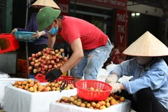 Bất chấp dịch bệnh, vải sớm Bắc Giang vẫn được tiêu thụ thuận lợi