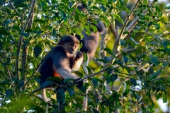 Du khách thích thú với voọc Chà vá chân nâu ở Đà Nẵng