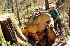 Một thân cây bị cưa hạ tại hiện trường. (Ảnh: Quốc Hùng-Đặng Tuấn/TTXVN)