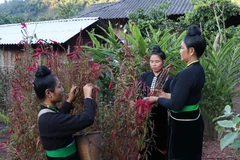 Độc đáo sắc màu văn hóa trong Tết Hoa mào gà của đồng bào dân tộc Cống
