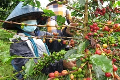 Nông dân tại thị trấn Măng Đen, huyện Kon Plông thu hoạch càphê Arabica. (Ảnh: Dư Toán/TTXVN) 