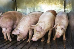 (Ảnh minh họa: Thanh Tân/TTXVN)