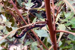 Sâu lạ ăn lá cây chõi nguyên sinh Cô Tô. (Ảnh: TTXVN phát) 