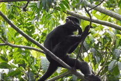 Voọc gáy trắng quý hiếm tại vùng rừng núi tự nhiên thuộc địa bàn bản Cha Ly và Sê Pu, xã Hướng Lập. (Ảnh: Hồ Cầu/TTXVN) 