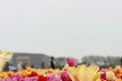 Rực rỡ những cánh đồng hoa tulip ở Hà Lan