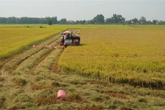 (Ảnh minh họa: Thanh Tân/TTXVN)